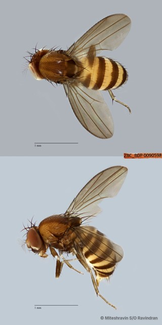Scaptodrosophila sp. "ZRCBDP0090598"•&copy; Miteshravin S/O Ravindran•All Rights Reserved