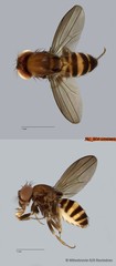 Scaptodrosophila sp. "ZRCBDP0090598"•&copy; Miteshravin S/O Ravindran•All Rights Reserved