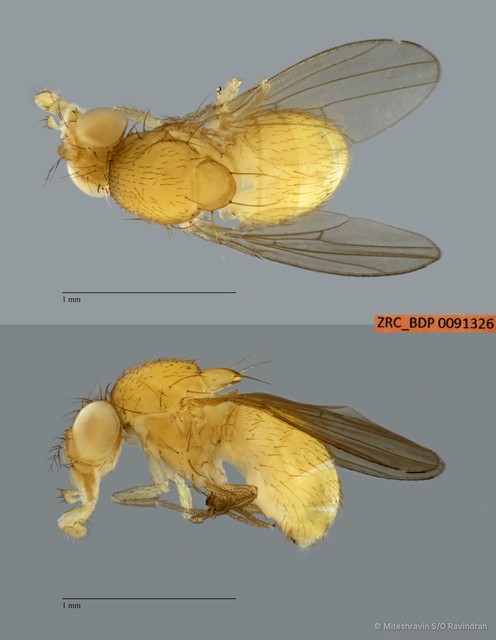 Scaptodrosophila sp. "ZRCBDP0091326"•&copy; Miteshravin S/O Ravindran•All Rights Reserved