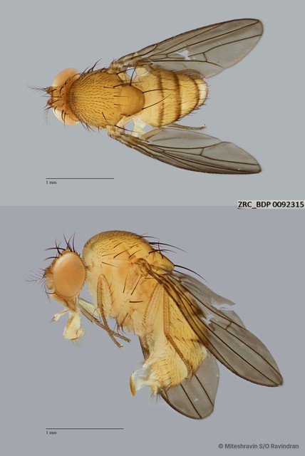 Scaptodrosophila sp. "ZRCBDP0091390"•&copy; Miteshravin S/O Ravindran•All Rights Reserved