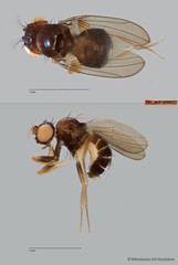 Scaptomyza sp. "ZRCBDP0090122"•&copy; Miteshravin S/O Ravindran•All Rights Reserved