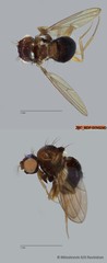 Scaptomyza sp. "ZRCBDP0090122"•&copy; Miteshravin S/O Ravindran•All Rights Reserved
