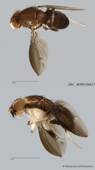 Stegana sp. "ZRCBDP0079840"•&copy; Miteshravin S/O Ravindran•All Rights Reserved