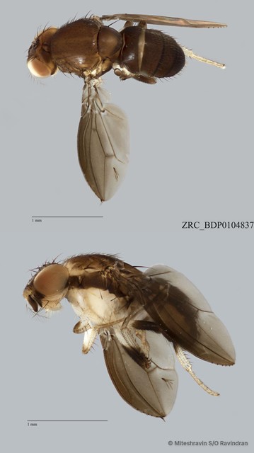 Stegana sp. "ZRCBDP0079840"•&copy; Miteshravin S/O Ravindran•All Rights Reserved