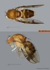 Stegana sp. "ZRCBDP0091459"