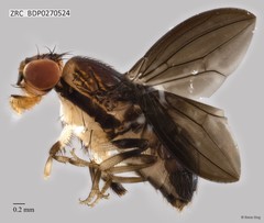 Stegana sp. "ZRCBDP0270524"•&copy; Rene Ong•All Rights Reserved