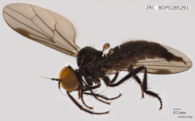 Empididae sp. "ZRCBDP0285291"•&copy; Rene Ong•All Rights Reserved