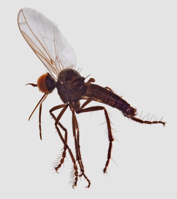 Empis producta•&copy; Jayanthi Puniamoorthy•All Rights Reserved