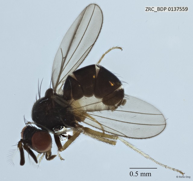 Ephydridae sp. "cf. Ceropsilopa ZRCBDP0137559"•&copy; Rene Ong•All Rights Reserved
