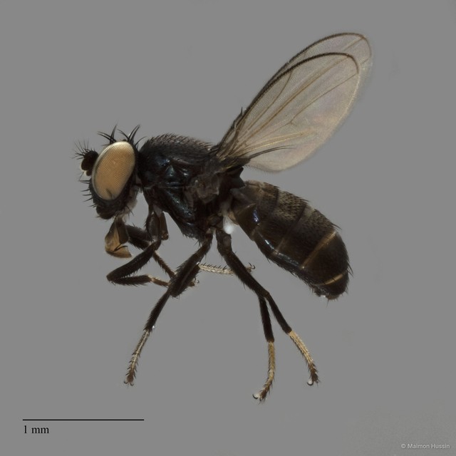 Ephydridae sp. "ZRCBDP0019898"•&copy; Maimon Hussin•All Rights Reserved