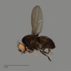 Ephydridae sp. "ZRCBDP0050761"•&copy; Maimon Hussin•All Rights Reserved