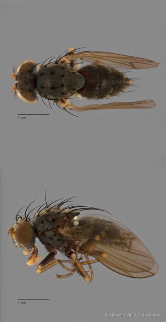 Ephydridae sp. "ZRCBDP0090978"•&copy; Miteshravin S/O Ravindran•All Rights Reserved