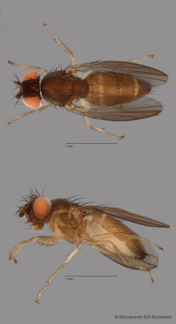 Ephydridae sp. "ZRCBDP0100667"•&copy; Miteshravin S/O Ravindran•All Rights Reserved