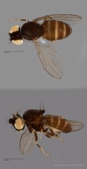 Atissini sp. "ZRCBDP0103688"