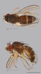 Ephydridae sp. "ZRCBDP0103884"