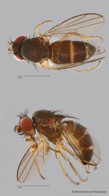 Ephydridae sp. "ZRCBDP0103884"•&copy; Miteshravin S/O Ravindran•All Rights Reserved