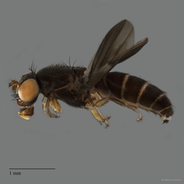 Ephydridae sp. "ZRCBDP0198784"•&copy; Maimon Hussin•All Rights Reserved