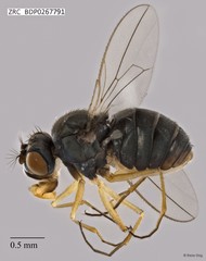 Ephydridae sp. "ZRCBDP0267791"