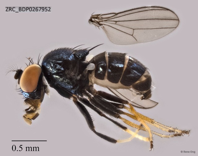 Ephydridae sp. "ZRCBDP0267952"•&copy; Rene Ong•All Rights Reserved