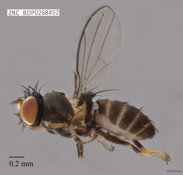 Ephydridae sp. "ZRCBDP0268452"•&copy; Rene Ong•All Rights Reserved