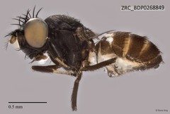 Ephydridae sp. "ZRCBDP0268849"•&copy; Rene Ong•All Rights Reserved