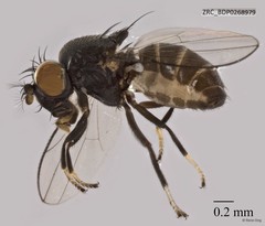 Ephydridae sp. "ZRCBDP0268849"•&copy; Rene Ong•All Rights Reserved