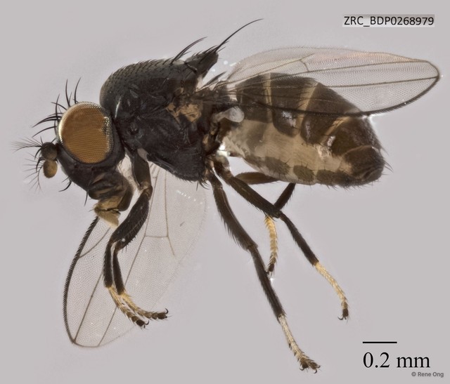 Ephydridae sp. "ZRCBDP0268849"•&copy; Rene Ong•All Rights Reserved