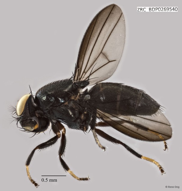 Ephydridae sp. "ZRCBDP0269540"•&copy; Rene Ong•All Rights Reserved