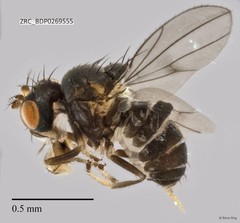 Ephydridae sp. "ZRCBDP0269555"•&copy; Rene Ong•All Rights Reserved
