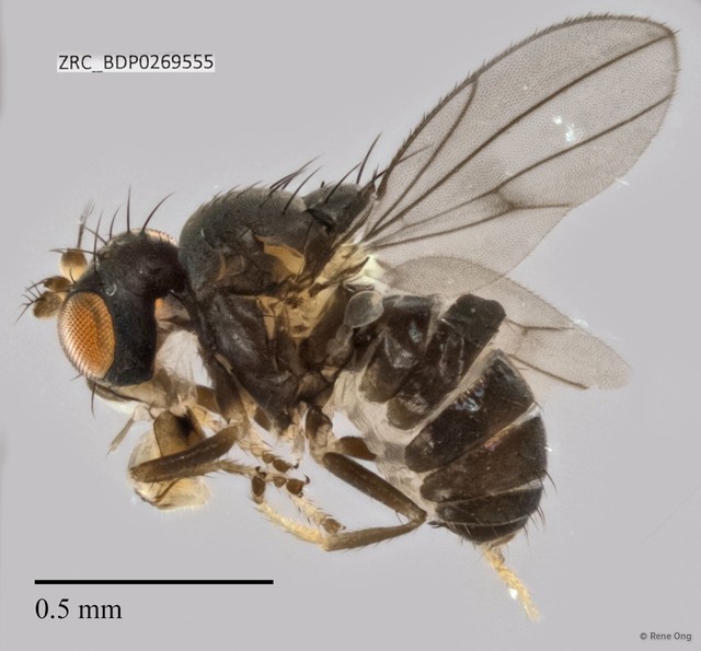 Ephydridae sp. "ZRCBDP0269555"•&copy; Rene Ong•All Rights Reserved