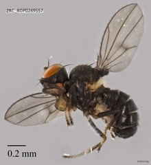Ephydridae sp. "ZRCBDP0269555"•&copy; Rene Ong•All Rights Reserved