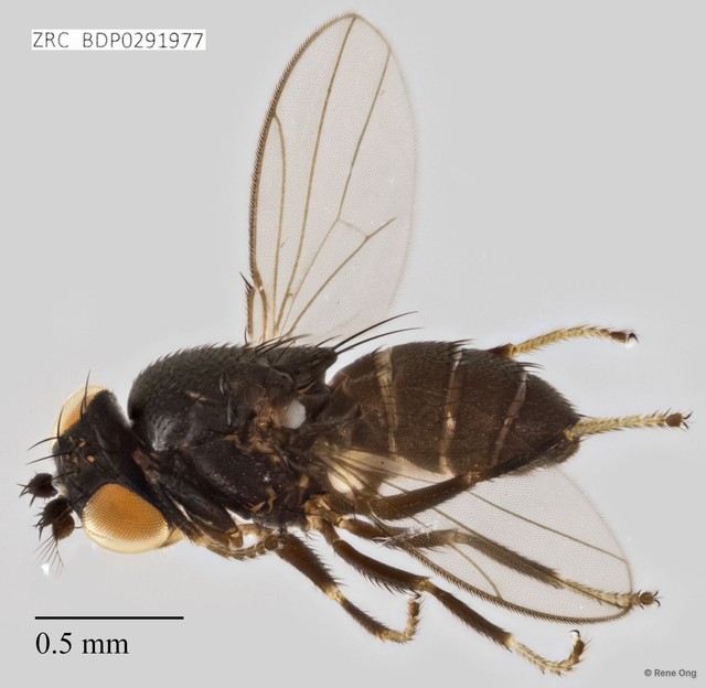 Ephydridae sp. "ZRCBDP0291977"•&copy; Rene Ong•All Rights Reserved
