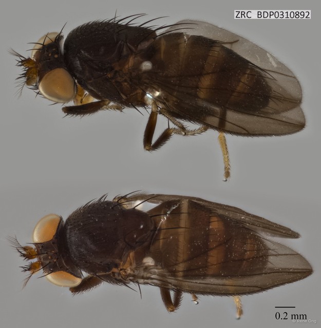 Ephydridae sp. "ZRCBDP0310892"•&copy; Rene Ong•All Rights Reserved