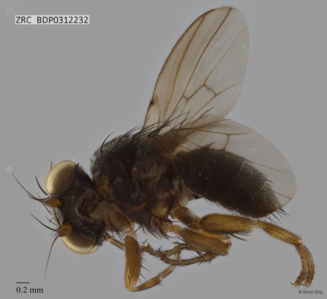 Ephydridae sp. "ZRCBDP0312232"•&copy; Rene Ong•All Rights Reserved