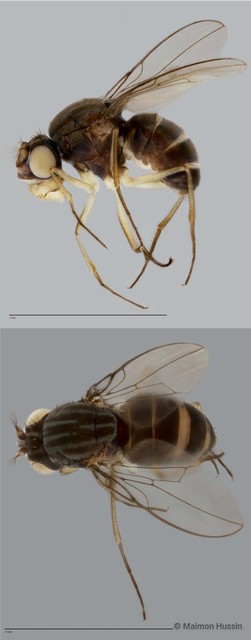 Brachydeutera sp. "cf. hardyi 2"•&copy; Maimon Hussin•All Rights Reserved