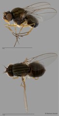 Brachydeutera sp. "ZRCBDP0017825"•&copy; Maimon Hussin•All Rights Reserved
