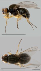 Brachydeutera sp. "ZRCBDP0017825"•&copy; Maimon Hussin•All Rights Reserved