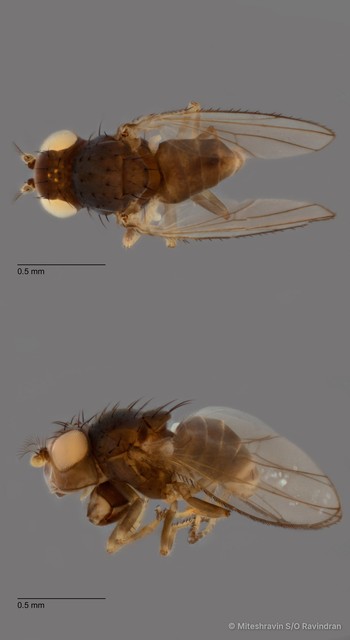 Cerobothrium sp. "ZRCBDP0103201"•&copy; Miteshravin S/O Ravindran•All Rights Reserved