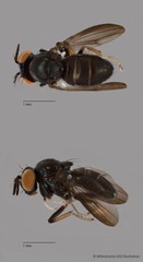 Ceropsilopa sp. "ZRCBDP0089434"•&copy; Miteshravin S/O Ravindran•All Rights Reserved