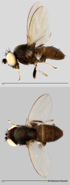 Discocerina sp. "cf. biseta 1"•&copy; Maimon Hussin•All Rights Reserved