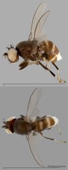 Discocerina sp. "cf. biseta 2"•&copy; Maimon Hussin•All Rights Reserved