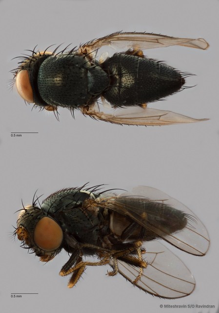 Hecamedoides sp. "ZRCBDP0104215"•&copy; Miteshravin S/O Ravindran•All Rights Reserved
