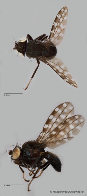 Limnellia maculipennis•&copy; Miteshravin S/O Ravindran•All Rights Reserved