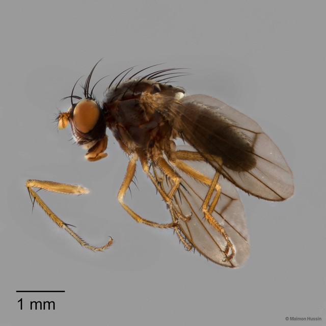 Notiphila sp. "ZRCBDP0126359"•&copy; Maimon Hussin•All Rights Reserved