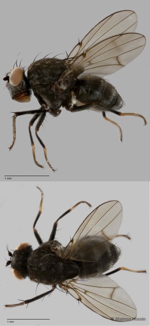 Paralimna sp. "cf. picta"•&copy; Maimon Hussin•All Rights Reserved