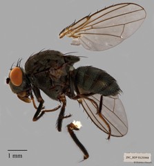 Paralimna sp. "ZRCBDP00125948"