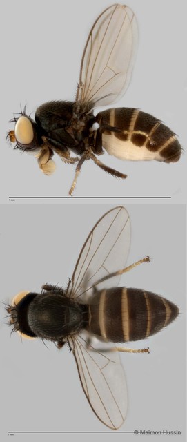 Polytrichophora sp. "ZRCBDP0019877"•&copy; Maimon Hussin•All Rights Reserved
