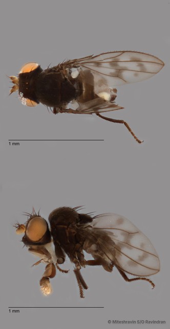 Ptilomyia sp. "ZRCBDP0089951"•&copy; Miteshravin S/O Ravindran•All Rights Reserved