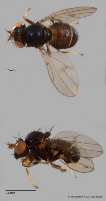 Ptilomyia sp. "ZRCBDP0103032"•&copy; Miteshravin S/O Ravindran•All Rights Reserved