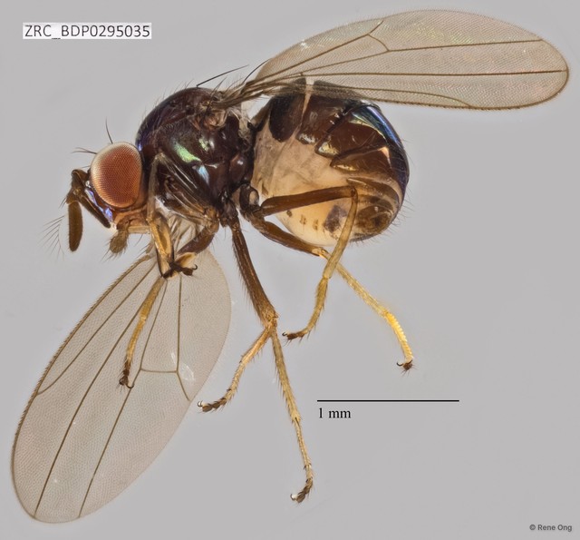 Rhynchopsilopa sp. "ZRCBDP0295035"•&copy; Rene Ong•All Rights Reserved